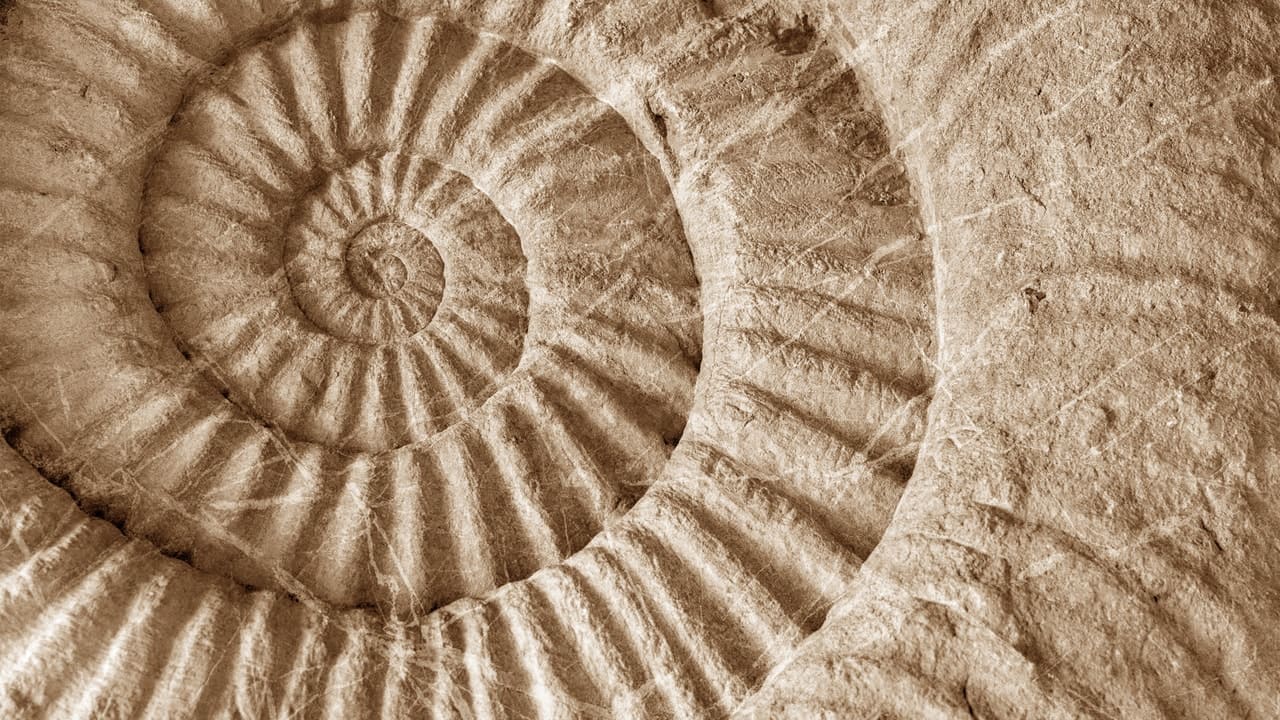 Fossilabdruck im Stein, Spiralförmige Figur
